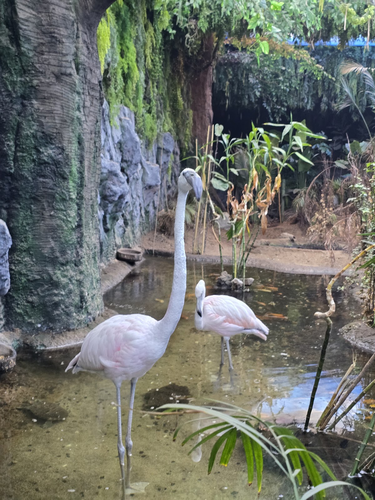 TROPICAL LAND تروبيكال لاند - أماكن للأطفال في جدة - 5