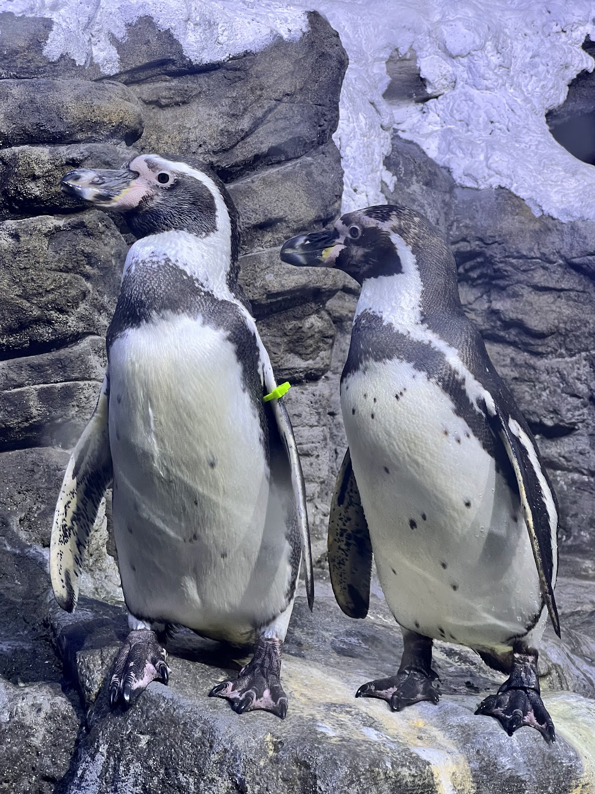 Fakieh Aquarium - Kids Places in Jeddah - 5