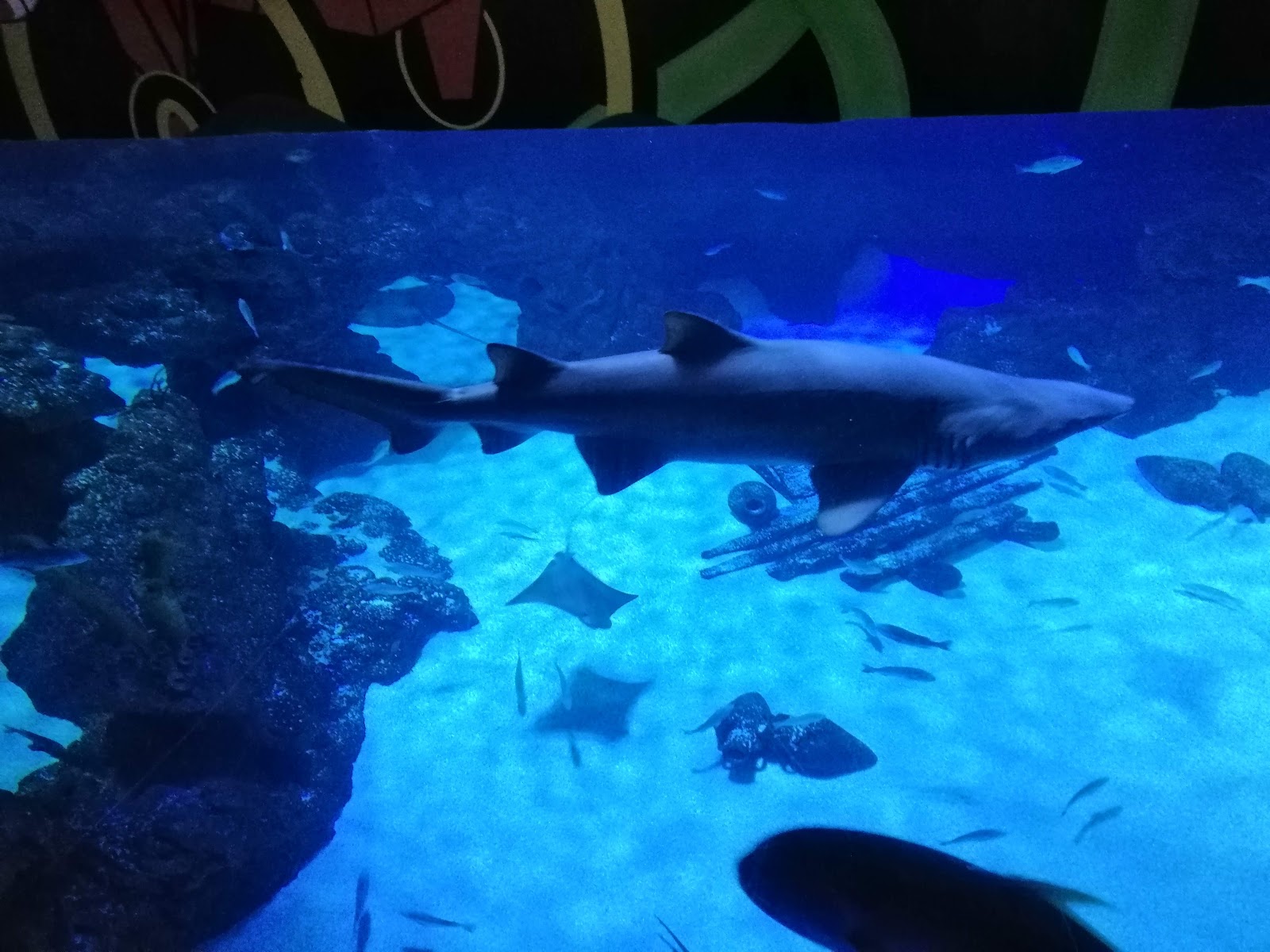 Fakieh Aquarium - Kids Places in Jeddah - 3